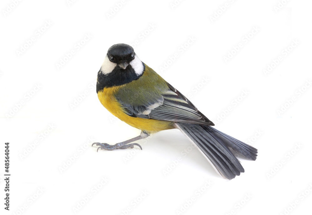 Naklejka premium titmouse