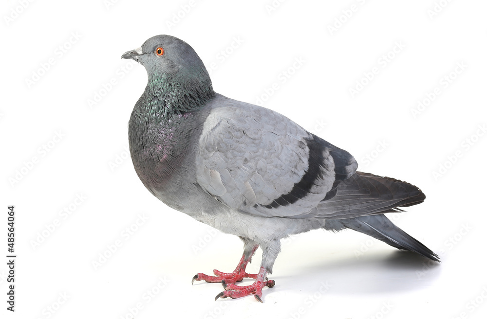 Naklejka premium gray dove