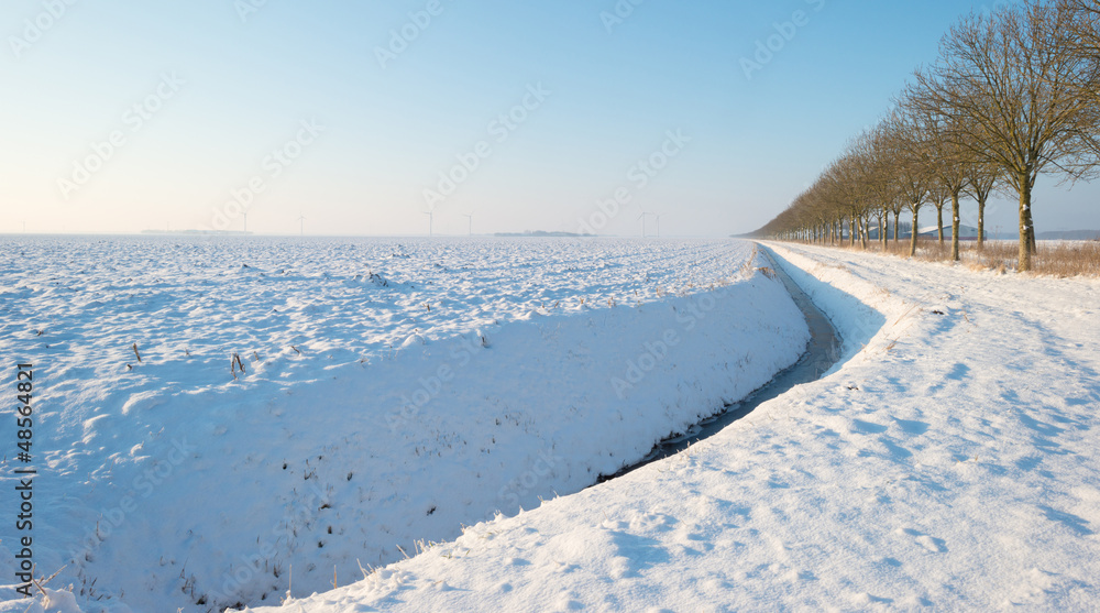 Field with trees covered in snow Field with trees covered in snow