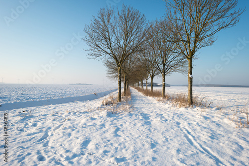 Row of trees in the snow