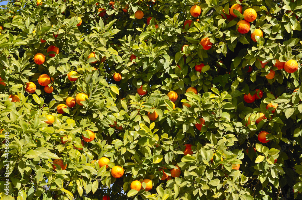 Oranges in a tree in the streets of Seville (Spain)