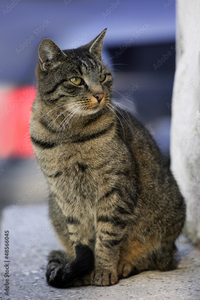 cat