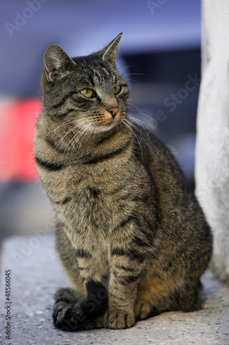 Obraz na płótnie cat w salonie