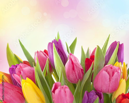 Fototapeta Naklejka Na Ścianę i Meble -  Tulip flowers