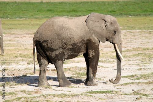 elefanti - safari in Kenya photo