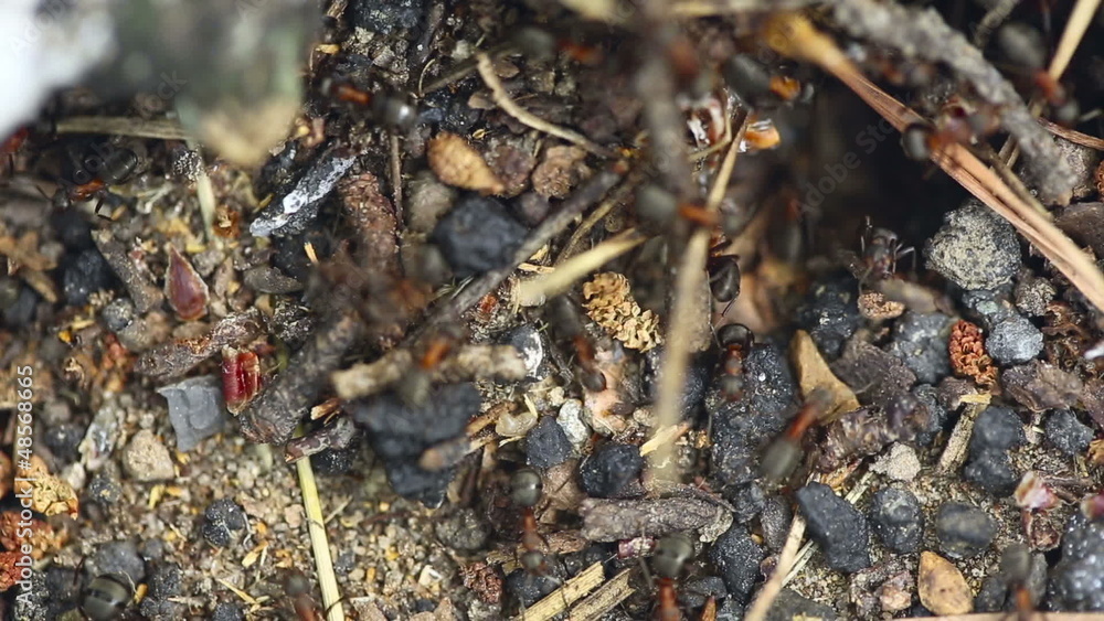 Ants at the ant nest, close-up.