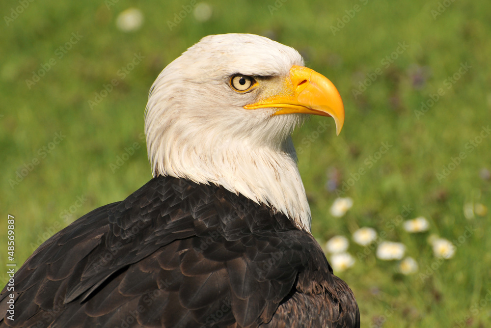 Der Weißkopfseeadler Der Weißkopfseeadler