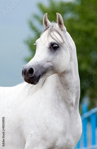 White Arabian horse portrait © Alexia Khruscheva