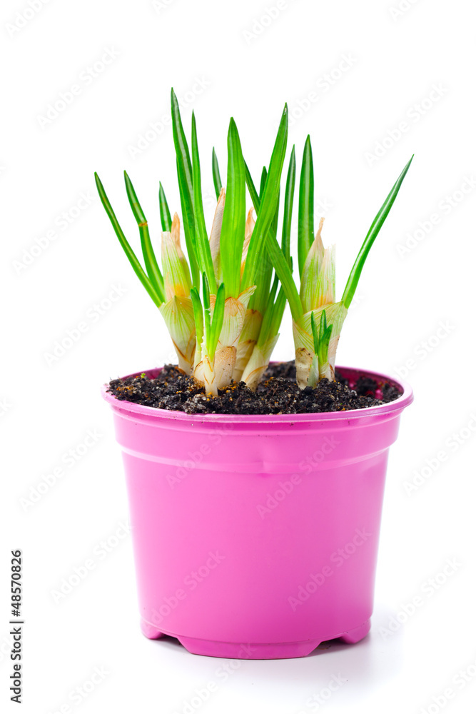 sprout of flower bulbs in pot, in early spring sprout of flower bulbs in pot, in early spring
