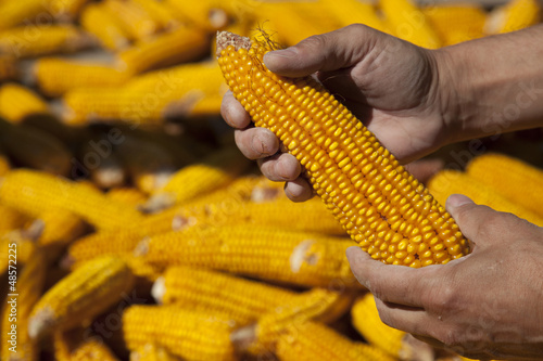 Corns in farmers hands.