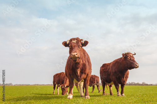 Group of brown Dutch cows in summer