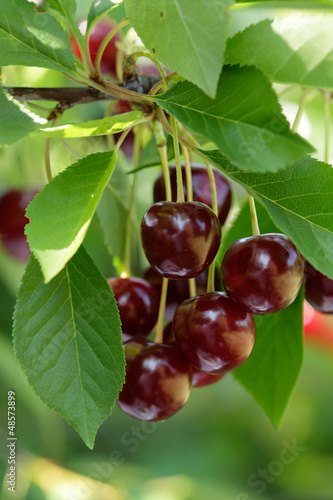 Leinwand Poster Sweet cherries hanging on the tree