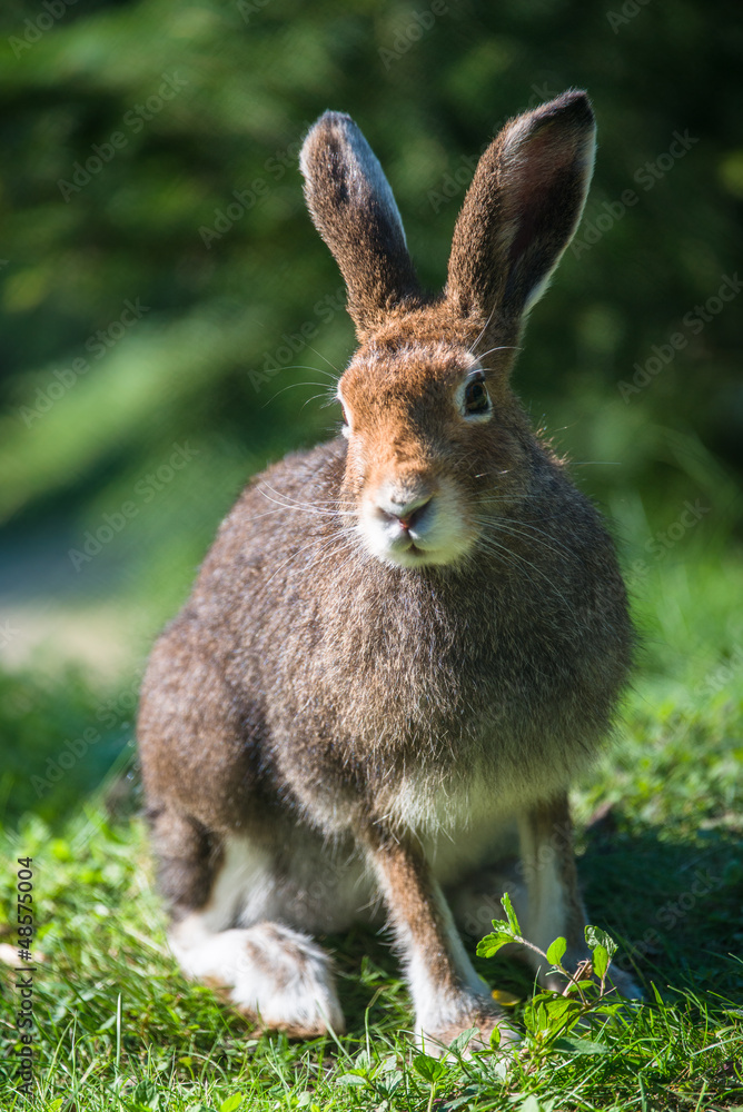 Naklejka premium Mountain Hare (lat. Lepus timidus)