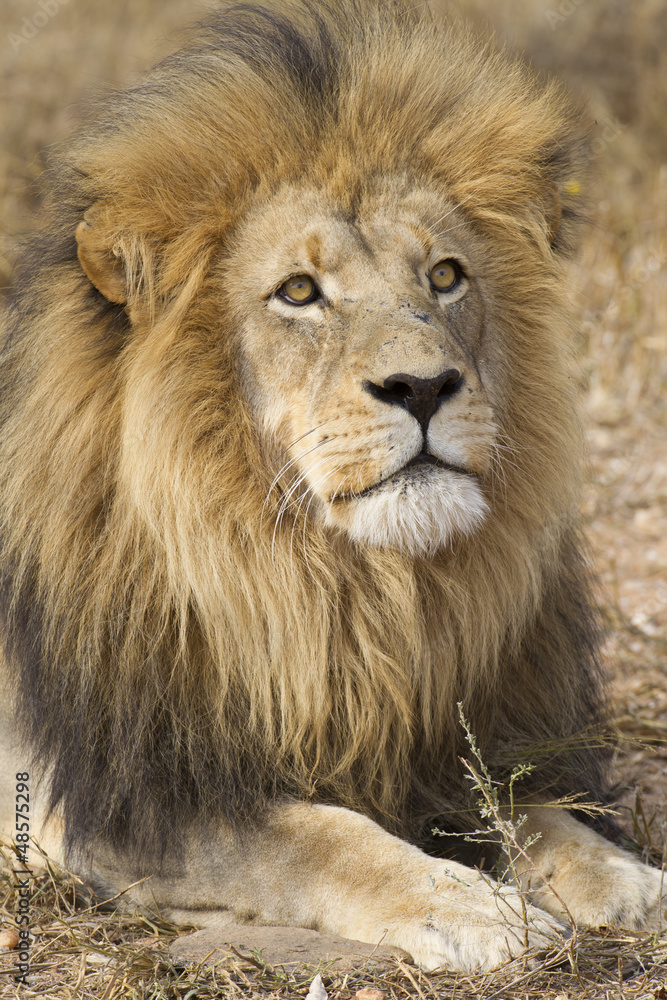 Male African Lion (Panthera leo) South Africa Male African Lion (Panthera leo) South Africa