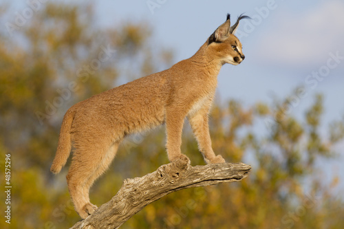 Young Caracal (Felis caracal) South Africa photo