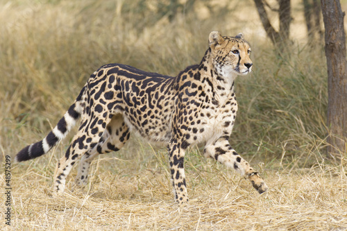 Female King Cheetah (Acinonyx jubatus), South Africa