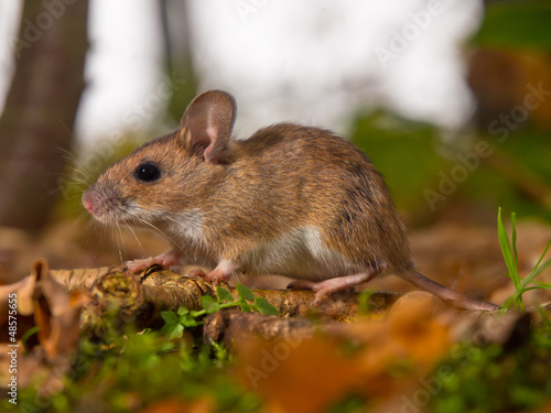 yellow necked mouse in forest
