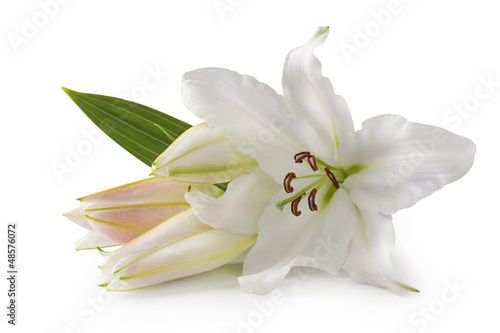 Fototapeta Naklejka Na Ścianę i Meble -  White lily flowers