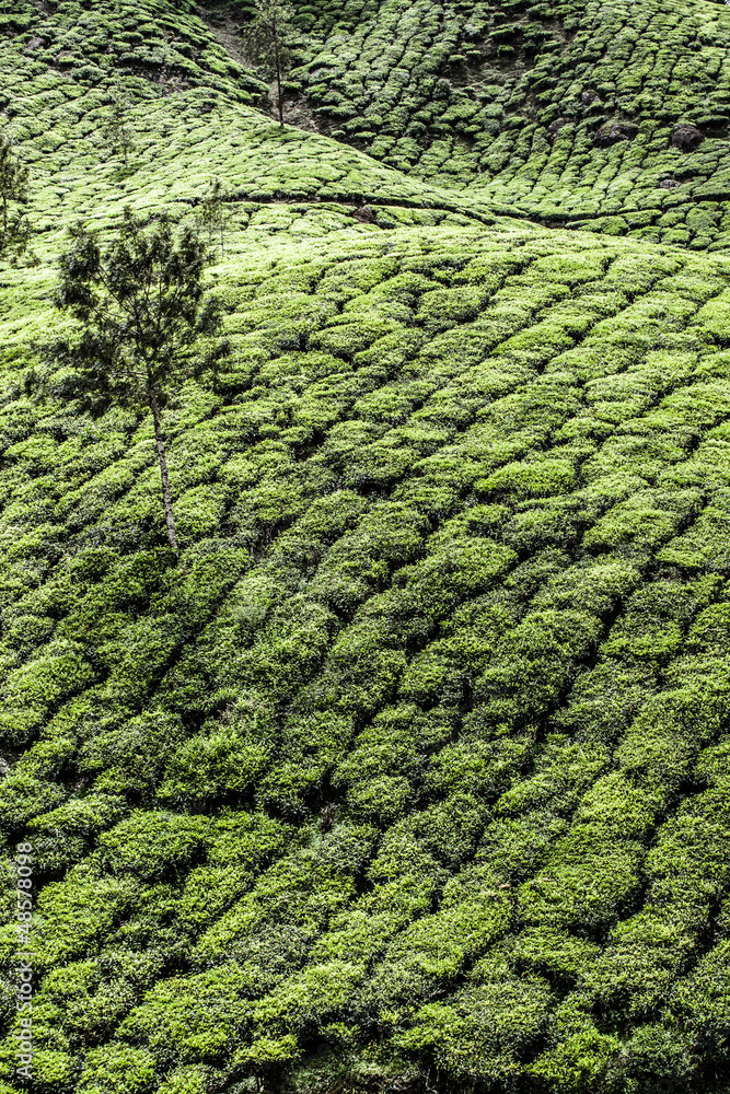 Landscape of green tea plantations. Munnar, Kerala, India Landscape of green tea plantations. Munnar, Kerala, India