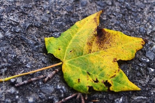 Colorful leaf on the ground
