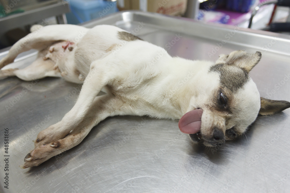 Animal surgical operation Animal surgical operation