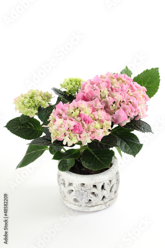 Wallpaper Mural Hortensie Torontodigital.ca