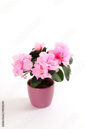 Wallpaper Mural Azalee Torontodigital.ca