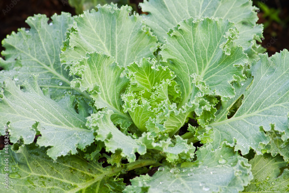 Lettuce Lettuce
