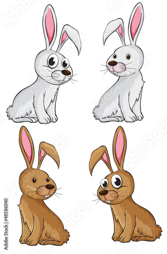 Four rabbits