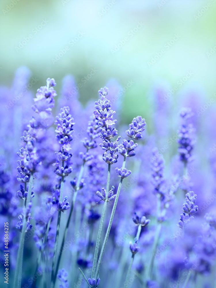 Obraz premium Lavender
