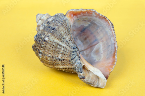 ea shell isolated on yellow background