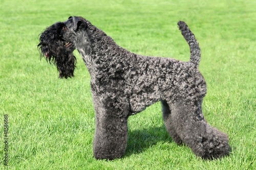 Kerry Blue Terrier standing on the green grass