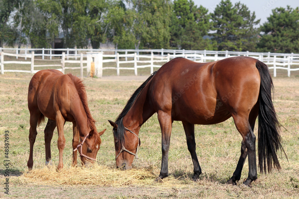 horse and foal eat hay ranch scene horse and foal eat hay ranch scene