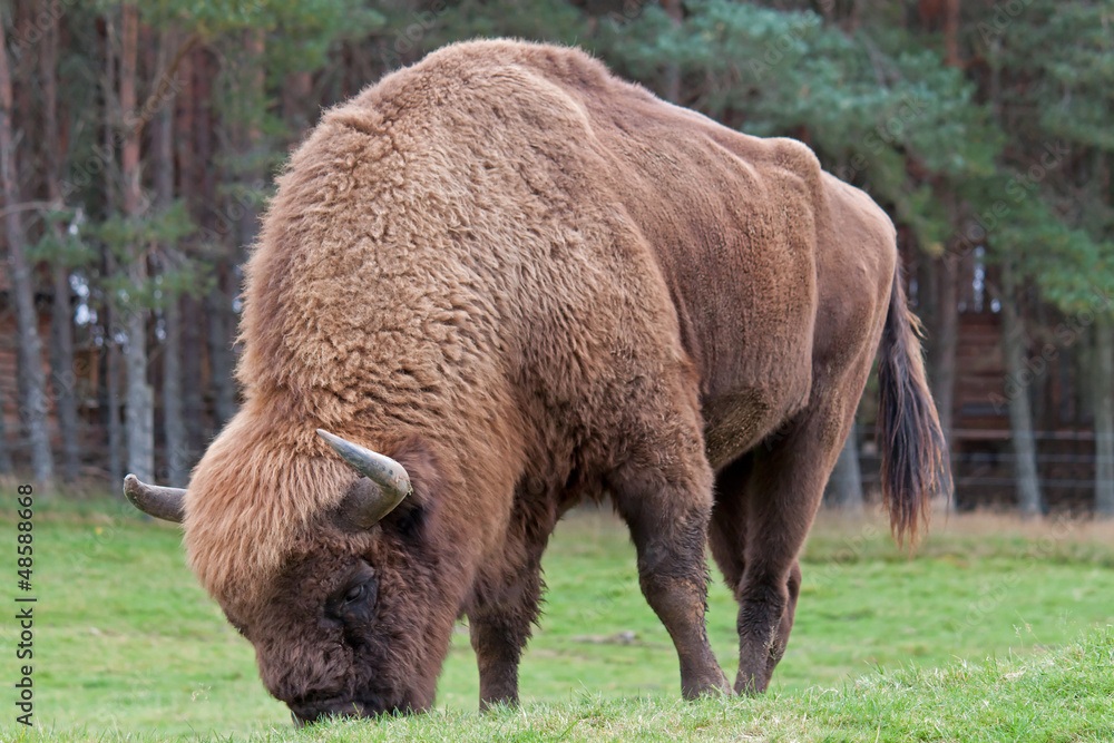 Bison