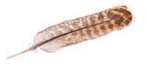 variegated eagle feather on white