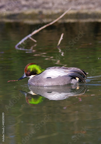 Anatra falcata maschio photo