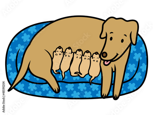 Dog mother breast feeding new born puppies