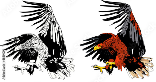 eagle attack