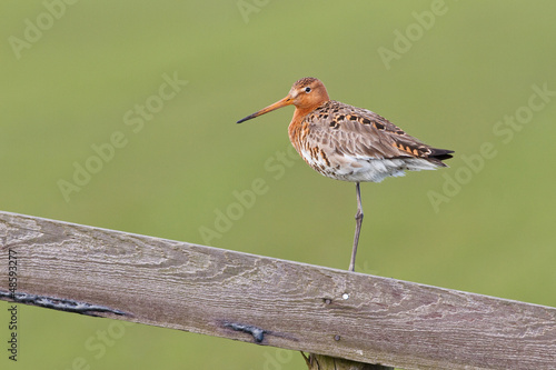 Black tailed godwit