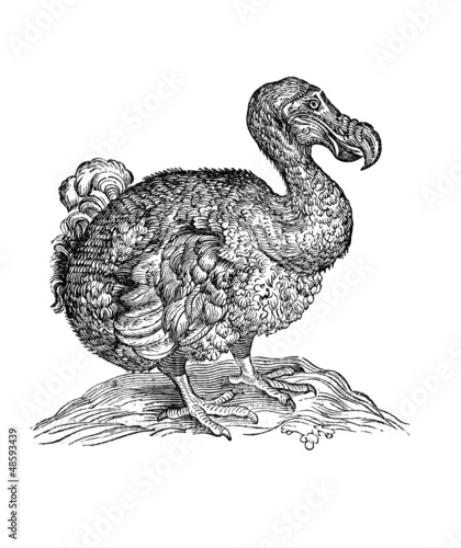 Dodo (Alte Lithographie)