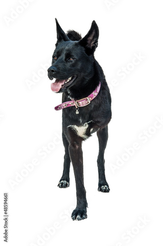 Fototapeta Naklejka Na Ścianę i Meble -  Three legged dog