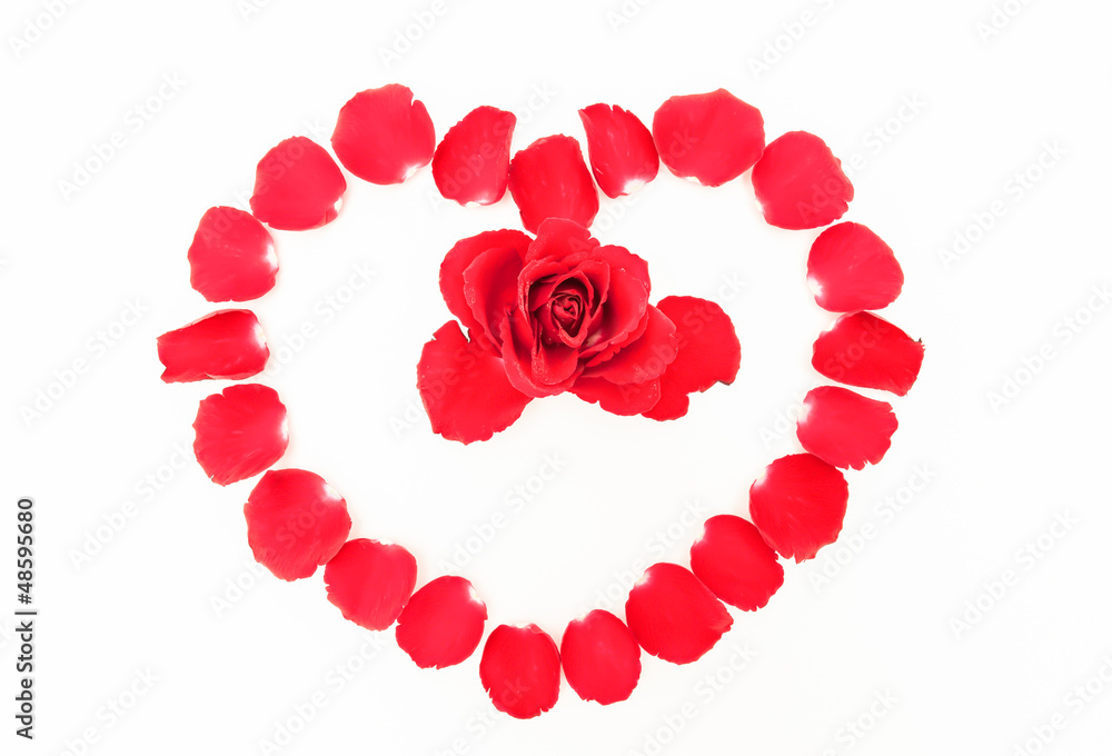 The Petals of Rose The Petals of Rose
