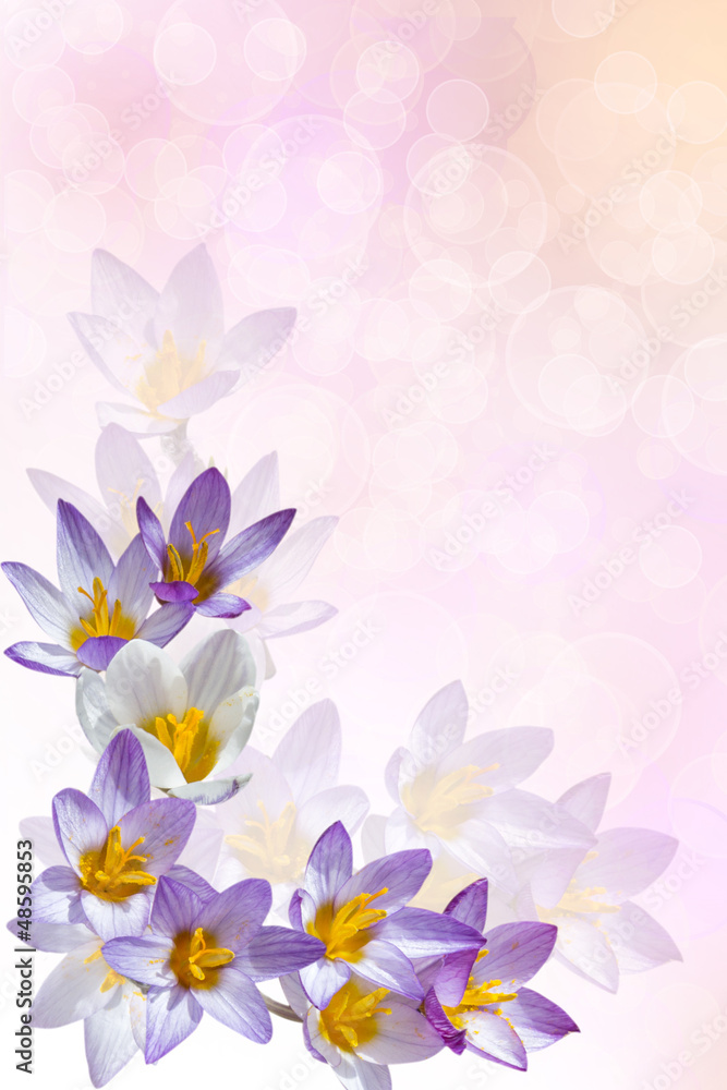 Background with crocuses