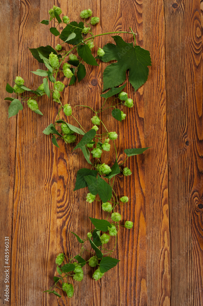 Hop plant on a wooden table Hop plant on a wooden table