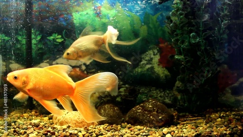 Two beautiful fish