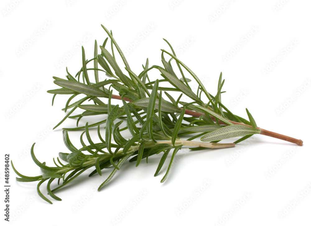 Fototapeta premium Sweet rosemary leaves