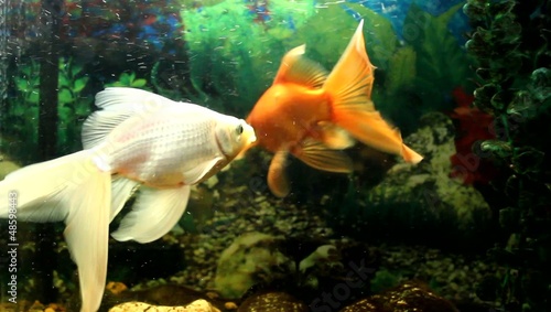 Magic swimming fish
