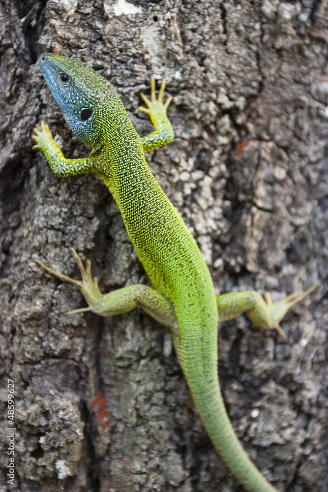 Blue and green lizard relaxes on tree