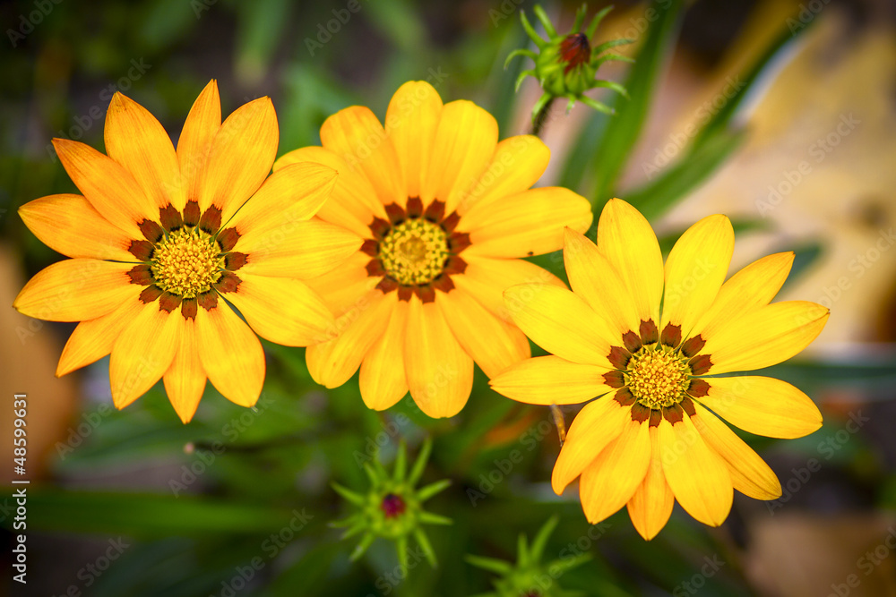three large yelow flowers with green leaves in garden three large yelow flowers with green leaves in garden