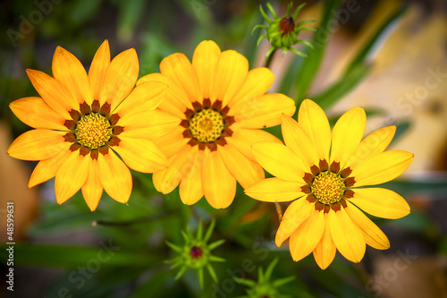three large yelow flowers with green leaves in garden